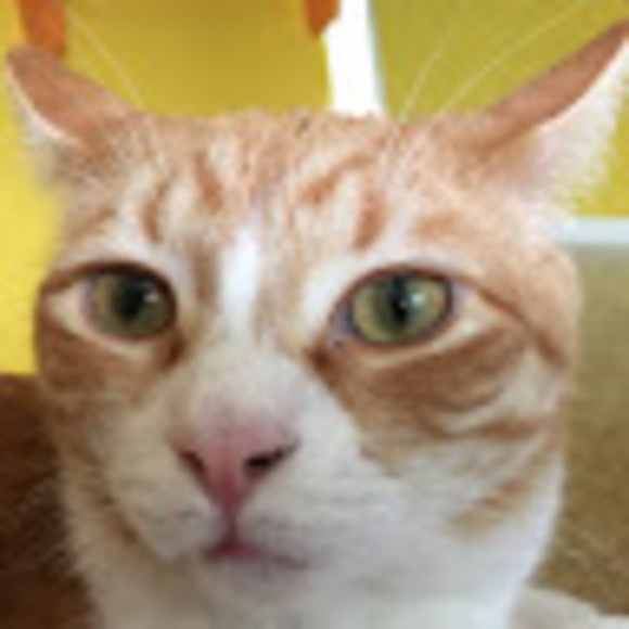 meowsy8